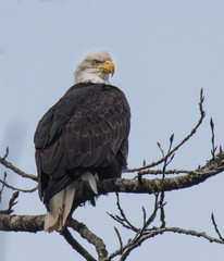 Bald Eagle on Branch