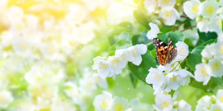Beautiful butterfly sits on lush jasmine flowers. Spring natural background for design.