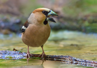 Male hawfinch crying on small branch in water pond
