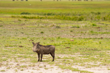 Warthog isolate in the savannah of the amboseli park in Kenya