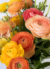Close Up Bunch of Bright Orange Yellow and Pink Ranunculus Flowers