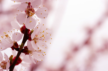 Branch with blossoms