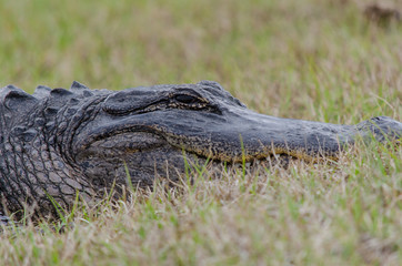 Alligator 