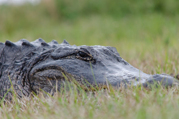 Naklejka premium Alligator