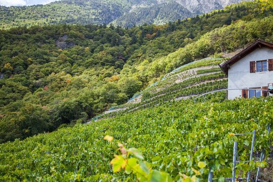 Vignes en &eacute;t&eacute; de Fully et Charrat en Valais, Suisse