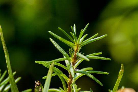 Beauty in litte plant