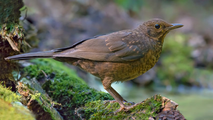 Common blackbird near a waterpond on mossy stump in high resolution