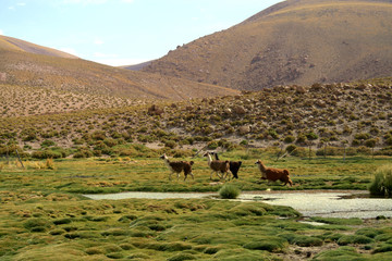Llamas in Chile.