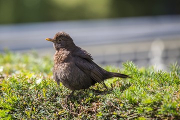 Blackbird (Turdus Merula)