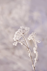 A very delicate dry flower in white delicate frost crystals. Winter frosty morning, natural background. Very soft selective focus. 
