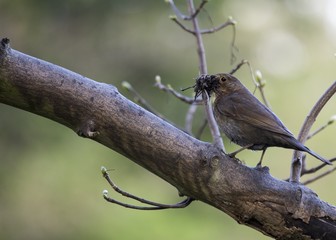 Blackbird (Turdus Merula)