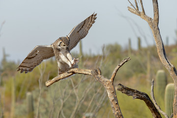 Great Horned Owl landing on a tree in the desert