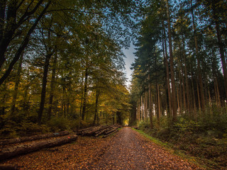 German Forest in Autumn