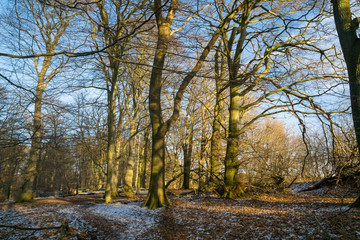 Beech trees in the forest at winter with a little snow on the frozen ground 