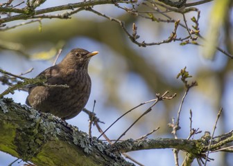 Blackbird (Turdus Merula)