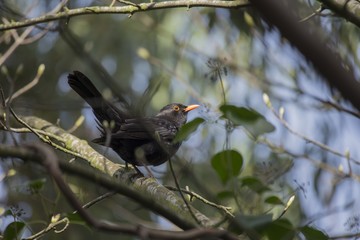 Blackbird (Turdus Merula)