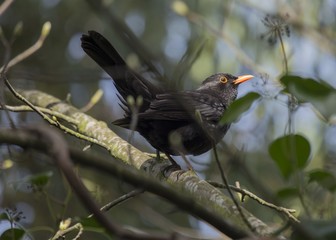 Fototapeta premium Blackbird (Turdus Merula)