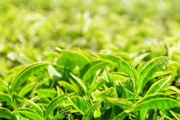 Closeup view of young upper bright green tea leaves