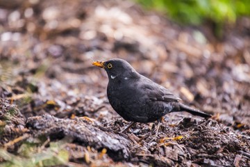 Blackbird (Turdus Merula)