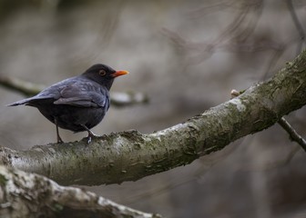 Blackbird (Turdus Merula)