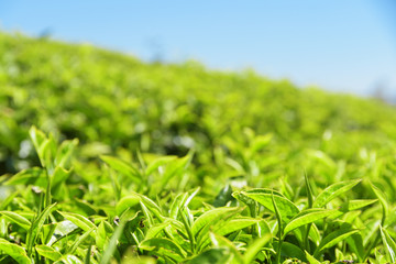 Closeup view of upper fresh bright green tea leaves