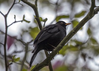 Blackbird (Turdus Merula)
