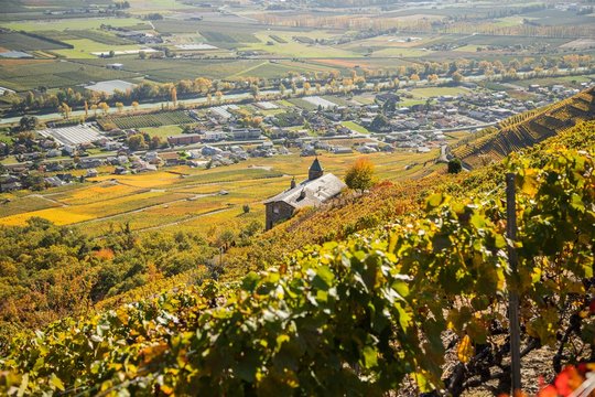 Vignes en automne de Fully et Charrat, Suisse