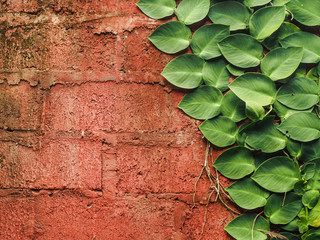 green tropical creeper plant is climbing on a red wall in bali