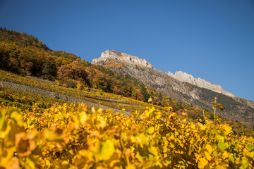 Fototapeta na wymiar Vignes en automne de Fully et Charrat, Suisse
