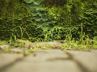 green tropical creeper plant is climbing on a moss wall 