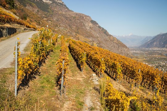 Vignes en automne de Fully et Charrat, Suisse