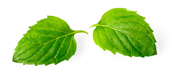 fresh herb, green peppermint isolated on white