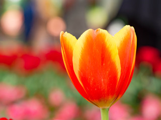 Colorful Tulip in the garden