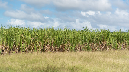 Sugar cane in Marie-Galante island,  Guadeloupe
