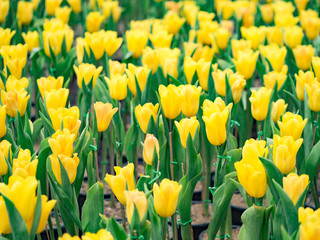 Colorful Tulip in the garden