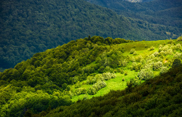 grassy slopes of Carpathian mountains. beautiful summer landscape on a cloudy day. location Runa...