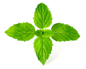 fresh herb, green peppermint isolated on white