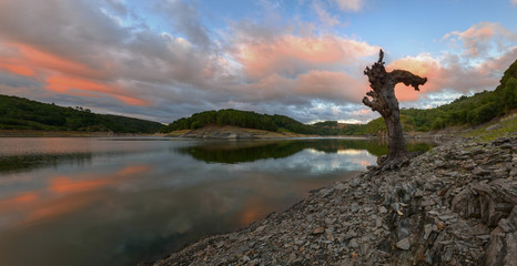 The trunk of an old dead tree on the bank of the river