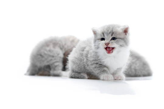 Small funny fluffy grey kitten meowing while posing for photoshoot with other adorable little kitties in white photo studio. Cute charming playful curious pretty kittycat talking cuteness paws