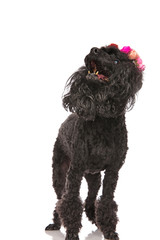 cute poodle wearing flowers crown is standing and looking up
