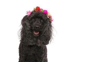 closeup of a happy poodle wearing flowers crown