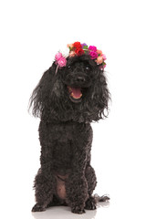 amazed and happy poodle wearing flowers crown
