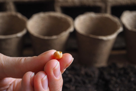 The seeds in my hand against the soil. Planting seeds in the spring.
