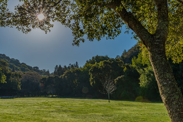 Sunny day in the park with a sunburst above