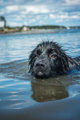 A Newfoundland dog enjoys an ocean swim on a Maine summer day