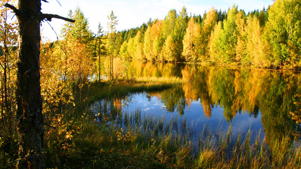 Herbstfärbung an schwedischem See
