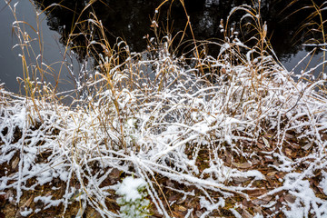 Dry grass on the river in winter