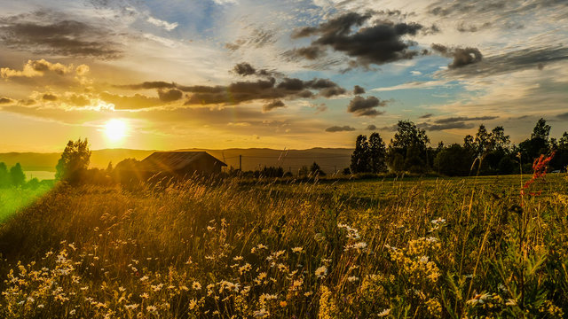 Blumenwiese vor Sonnenuntergang