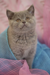 cute fluffy kitten