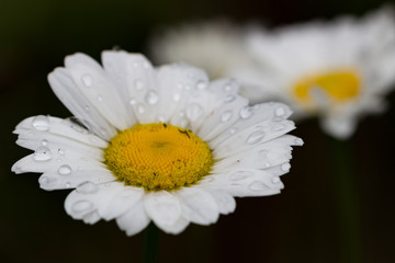 Daisy close-up with rain-drops